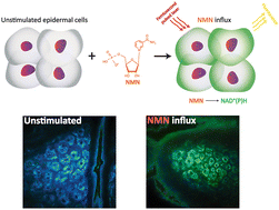 Graphical abstract: NAD+ modulation with nicotinamide mononucleotide coated 3D printed microneedle implants