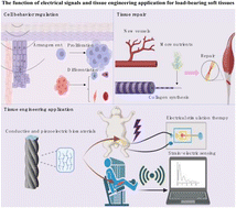 Graphical abstract: Conductive and piezoelectric biomaterials: a comprehensive review of load-bearing soft tissue repair