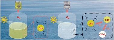 Graphical abstract: Unraveling the role of superoxide radicals in CdS quantum dot instability