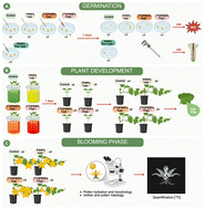 Graphical abstract: Translocation of nanoplastics from soil to crops impairs pollen viability with potential implications to pollinators