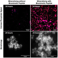 Graphical abstract: Synchrotron X-ray nanoprobe and correlative electron microscopy reveal the role of surface chemistry of self-assembling peptides in calcium phosphate nucleation