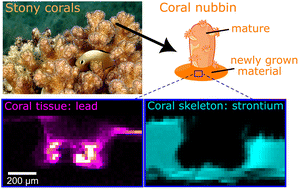 Graphical abstract: Seeing the invisible: XRF reveals lead distributions in coral organisms grown in the Red Sea (Gulf of Aqaba)