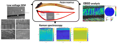 Graphical abstract: Combined crystallographic study of king scallop (Pecten maximus) shells using SEM, EBSD and Raman spectroscopy