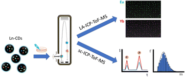 Graphical abstract: Determination of the uptake of lanthanide doped-carbon dots by human cells using single cell ICP-ToF-MS