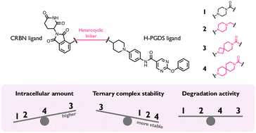 Graphical abstract: Optimizing linker rigidity to improve intracellular behavior of PROTACs targeting hematopoietic prostaglandin D synthase