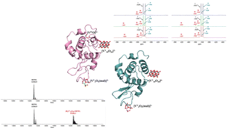 Graphical abstract: Speciation and structural transformation of a VV–malate complex in the absence and in the presence of a protein: from a dinuclear species to decavanadate