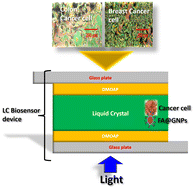 Graphical abstract: Liquid crystal-based optical platform for the detection of colon and breast cancer cell lines using folic acid-conjugated gold nanoparticles