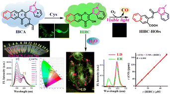 Graphical abstract: LD and ER targeted cysteine fluorescence sensing driven A/B-ring-naphthalene/indole simultaneously substituted water hypersensitive flavonol: simultaneous dual-colour visualization of LDs and ER, and precisely controlled linear CO delivery