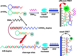 Graphical abstract: Dual-amplified sensitive DNA detection based on conjugated polymers and recyclable autocatalytic hybridization of DNA