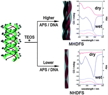 Graphical abstract: Synthesis and characterization of multi-helical DNA–silica fibers