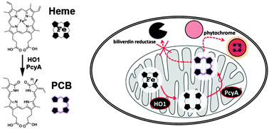 Graphical abstract: Synthesis of phycocyanobilin in mammalian cells