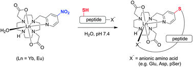 Graphical abstract: Direct and selective tagging of cysteine residues in peptides and proteins with 4-nitropyridyl lanthanide complexes