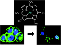 Graphical abstract: A cytotoxic and cytostatic gold(iii) corrole