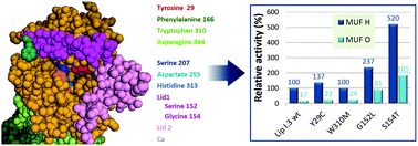 Graphical abstract: Saturation mutagenesis in selected amino acids to shift Pseudomonas sp. acidic lipase Lip I.3 substrate specificity and activity