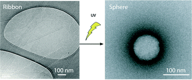 Graphical abstract: Photo-responsive self-assemblies based on bio-inspired DNA-base containing bolaamphiphiles