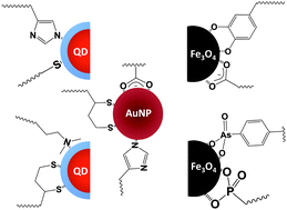 Graphical abstract: Strategies for interfacing inorganic nanocrystals with biological systems based on polymer-coating