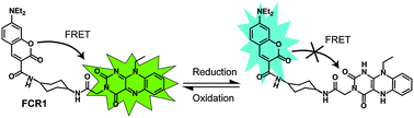 Graphical abstract: A FRET-based ratiometric redox probe for detecting oxidative stress by confocal microscopy, FLIM and flow cytometry