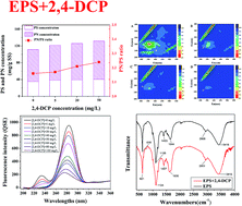 Graphical abstract: Response of extracellular polymeric substances to the toxicity of 2,4-dichlorophenol in aerobic granular sludge system: production and interaction mechanism