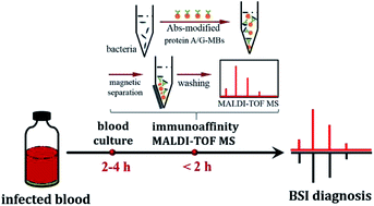 Graphical abstract: Sensitive and fast identification of bacteria in blood samples by immunoaffinity mass spectrometry for quick BSI diagnosis