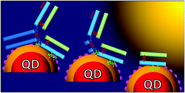 Graphical abstract: Direct conjugation of antibodies to the ZnS shell of quantum dots for FRET immunoassays with low picomolar detection limits