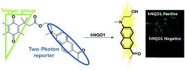 Graphical abstract: An efficient two-photon fluorescent probe for human NAD(P)H:quinone oxidoreductase (hNQO1) detection and imaging in tumor cells