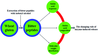 Graphical abstract: Changes in the enzyme-induced release of bitter peptides from wheat gluten hydrolysates