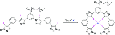 Graphical abstract: Neutral iodotriazole foldamers as tetradentate halogen bonding anion receptors