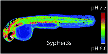 Graphical abstract: SypHer3s: a genetically encoded fluorescent ratiometric probe with enhanced brightness and an improved dynamic range