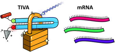 Graphical abstract: Oligonucleotide modifications enhance probe stability for single cell transcriptome in vivo analysis (TIVA)