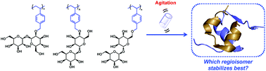 Graphical abstract: Effect of trehalose polymer regioisomers on protein stabilization