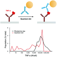 Graphical abstract: Pushing the limits of detection for proteins secreted from single cells using quantum dots