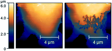 Graphical abstract: Real-time determination of aggregated alpha-synuclein induced membrane disruption at neuroblastoma cells using scanning ion conductance microscopy