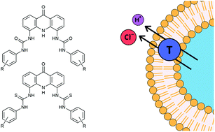 Graphical abstract: Acridinone-based anion transporters