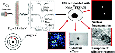 Graphical abstract: The Mössbauer effect using 57Fe-ferrabisdicarbollide ([o-57FESAN]−): a glance into the potential of a low-dose approach for glioblastoma radiotherapy