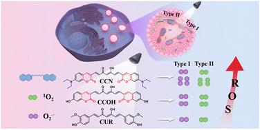 Graphical abstract: Lipid droplet targeting-guided hypoxic photodynamic therapy with curcumin analogs