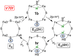 Graphical abstract: A conformational equilibrium in the nitrogenase MoFe protein with an α-V70I amino acid substitution illuminates the mechanism of H2 formation