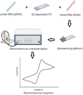 Graphical abstract: Designing of a unique bioreceptor and fabrication of an efficient genosensing platform for neonatal sepsis detection