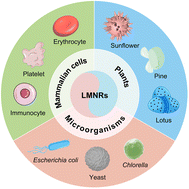 Graphical abstract: Living material-derived intelligent micro/nanorobots