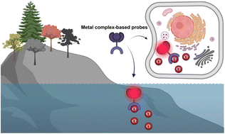 Graphical abstract: Metal complex-based probes for the detection of chloride ions