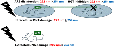 Graphical abstract: Emerging investigator series: Inactivation of antibiotic resistant bacteria and inhibition of horizontal resistance gene transfer is more effective by 222 than 254 nm UV