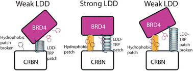 Graphical abstract: Insights from protein frustration analysis of BRD4–cereblon degrader ternary complexes show separation of strong from weak degraders