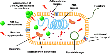 Graphical abstract: Recent developments in the bio-mediated synthesis of CoFe2O4 nanoparticles using plant extracts for environmental and biomedical applications