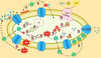 Graphical abstract: Nanomedicines as a cutting-edge solution to combat antimicrobial resistance
