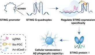 Graphical abstract: Regulation of STING G-quadruplex for rescuing cellular senescence and Aβ phagocytic capacity of microglia