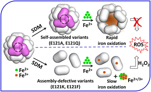 Graphical abstract: Rational pore engineering reveals the relative contribution of enzymatic sites and self-assembly towards rapid ferroxidase activity and mineralization: impact of electrostatic guiding and cage-confinement in bacterioferritin