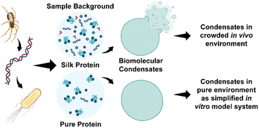 Graphical abstract: Recombinant silk protein condensates show widely different properties depending on the sample background