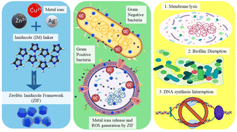 Graphical abstract: Unleashing the antibacterial potential of ZIFs and their derivatives: mechanistic insights