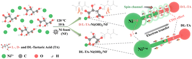 Graphical abstract: Spin-polarized electron transfer in chiral tartaric acid-engineered Ni(OH)2 unlocks NiOOH activation for urea electrooxidation