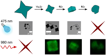 Graphical abstract: Lanthanoid-doped BiVO4 microswimmers with built-in photon upconversion and light-driven motion