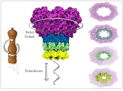 Graphical abstract: Twist, grind, translocate: pepper-mill dynamics of MSPA protein pore during ssDNA transport